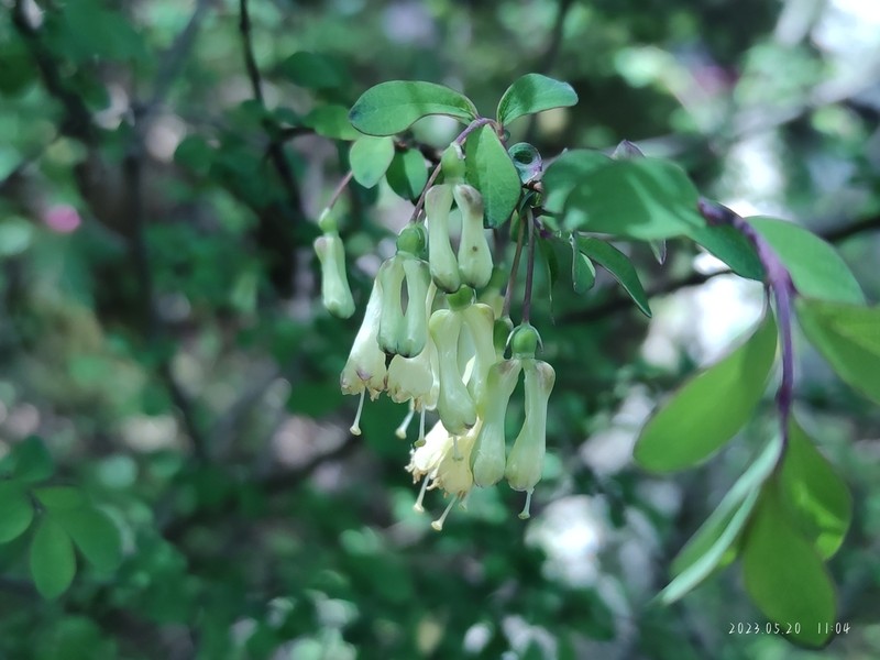 Lonicera saccata photo 3
