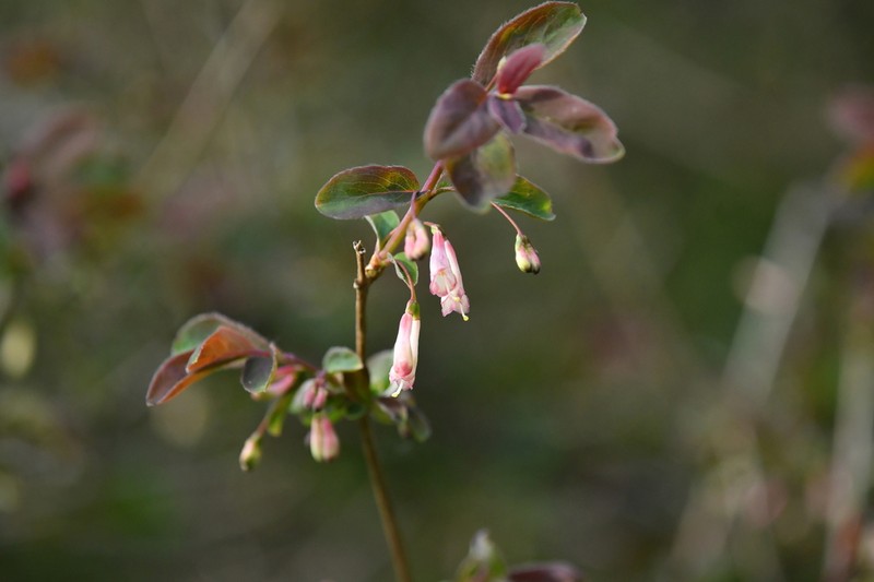 Lonicera saccata photo 5
