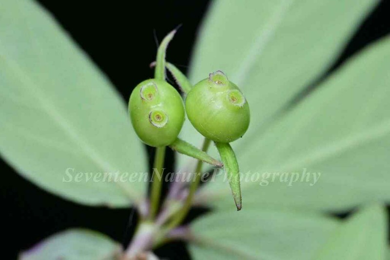 Lonicera saccata photo 6