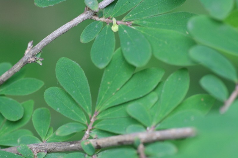 Lonicera saccata photo 7