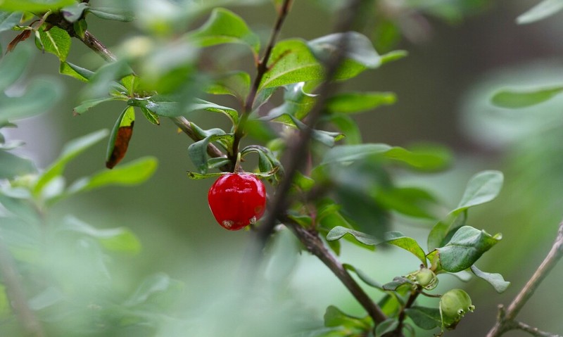 Lonicera saccata photo 8
