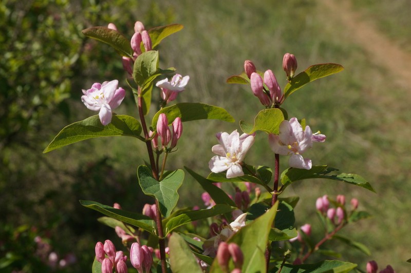 Tatarian Honeysuckle photo 5