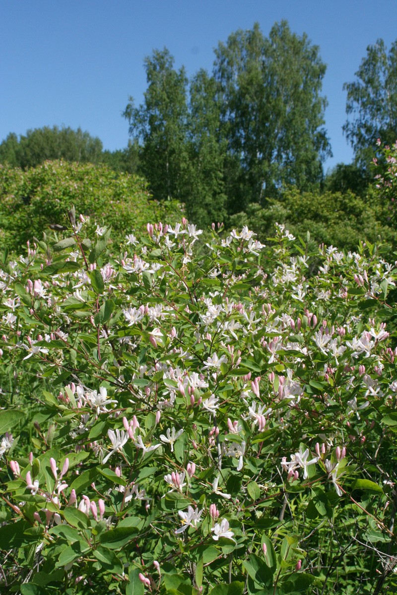 Tatarian Honeysuckle photo 6