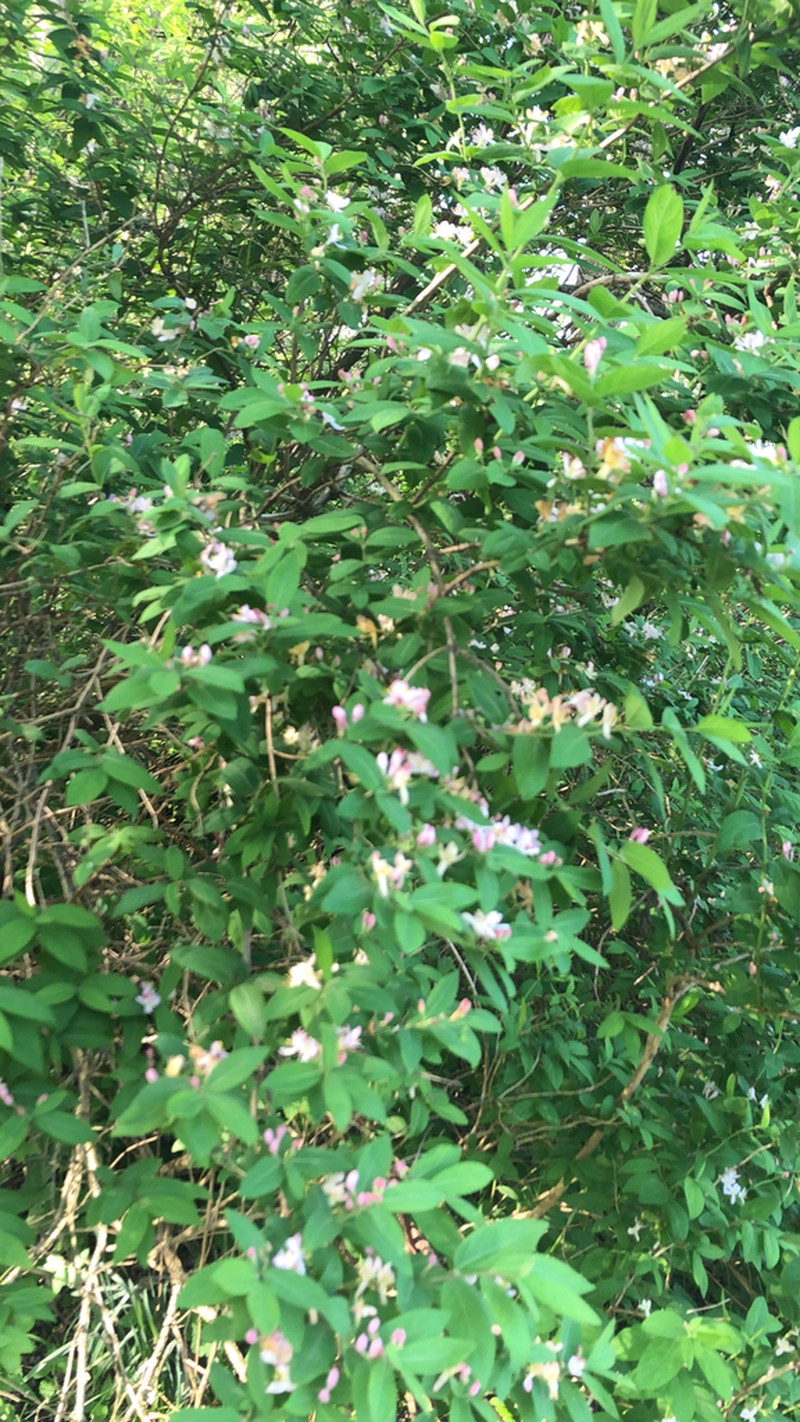 Tatarian Honeysuckle photo 7