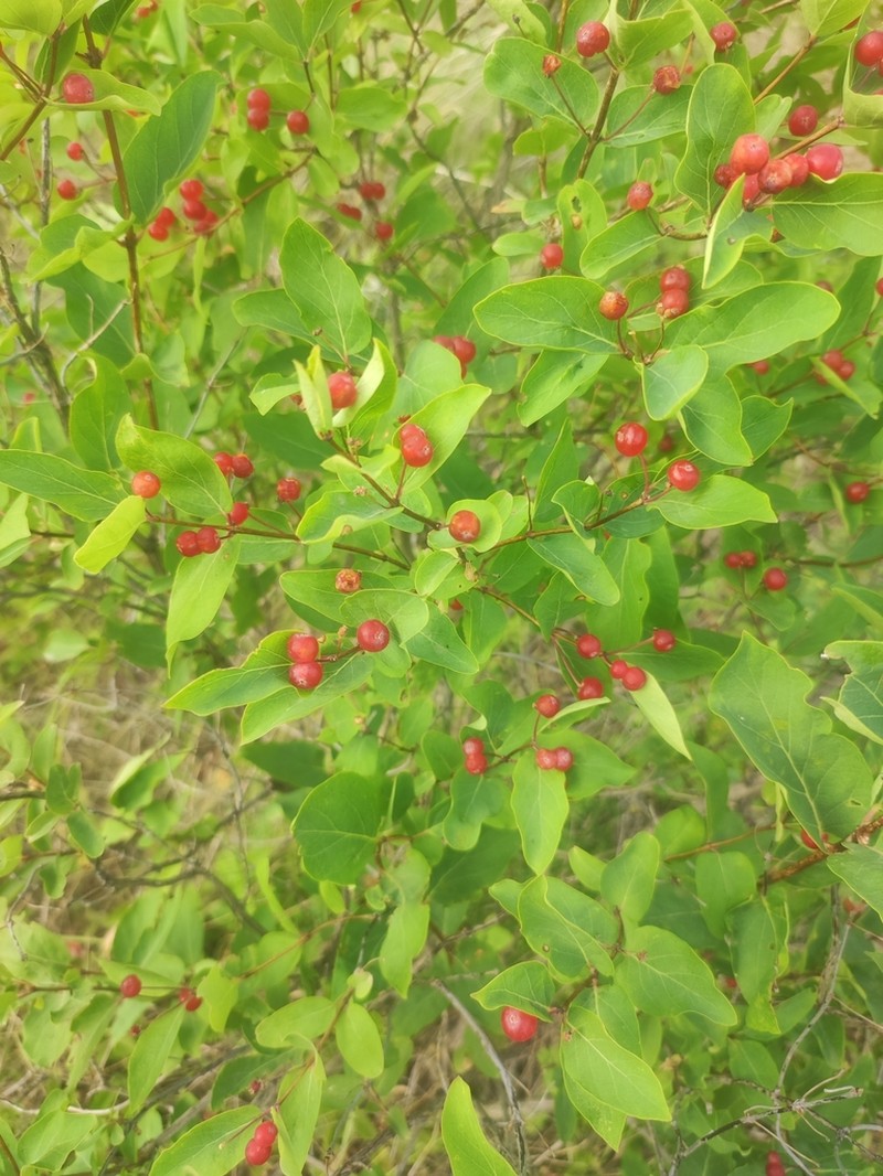 Tatarian Honeysuckle photo 8
