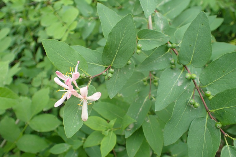 Tatarian Honeysuckle photo 2