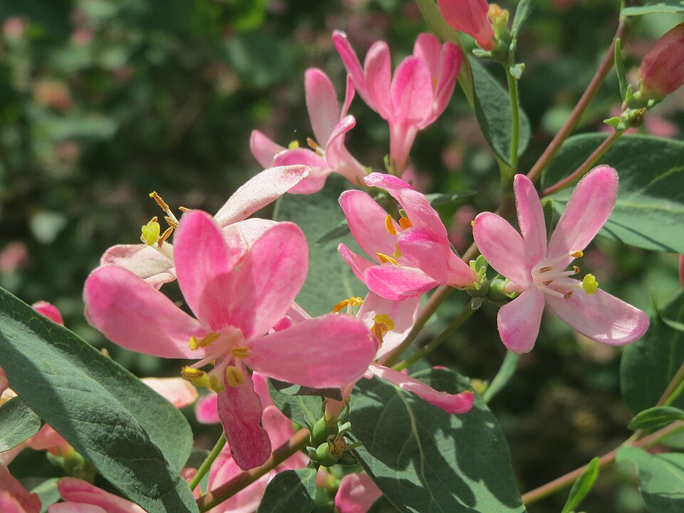 Tatarian Honeysuckle photo 3
