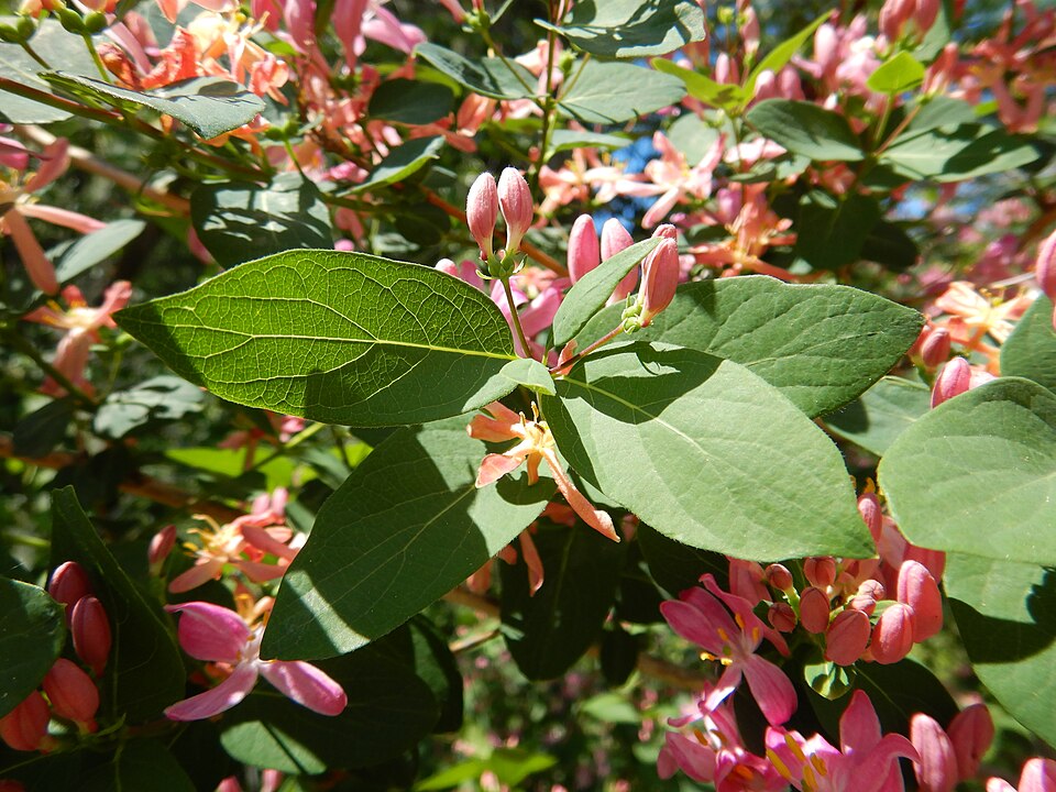 Tatarian Honeysuckle photo 5