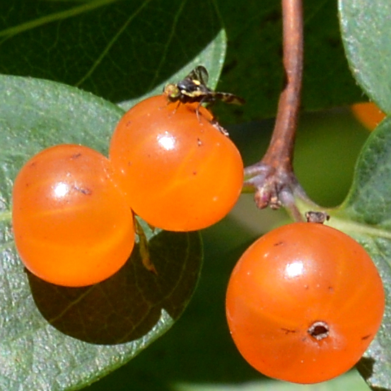 Tatarian Honeysuckle photo 6