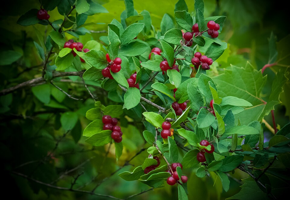Tatarian Honeysuckle photo 7