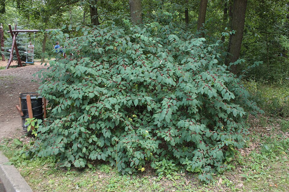 Tatarian Honeysuckle photo 8