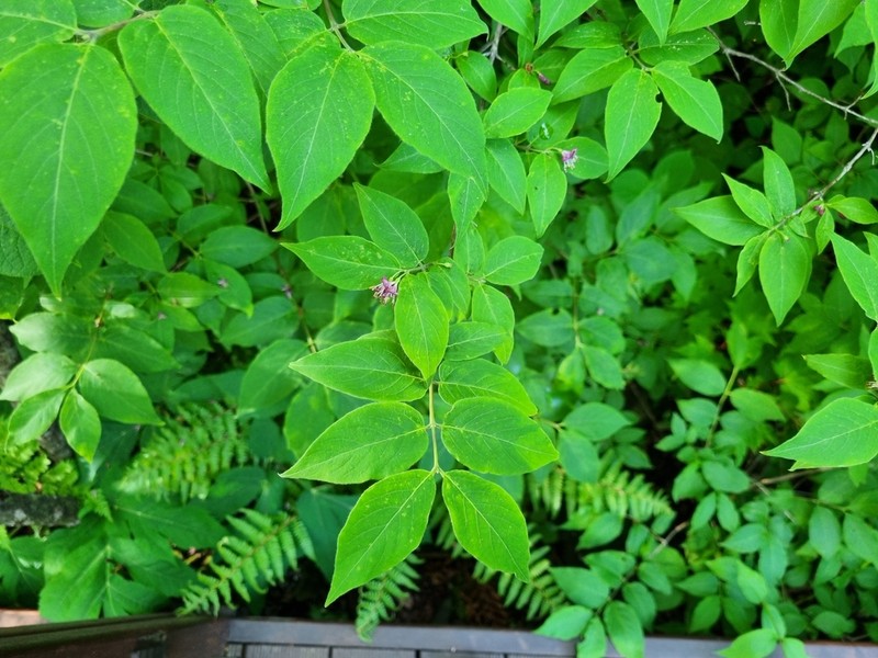 Lonicera tatarinowii
