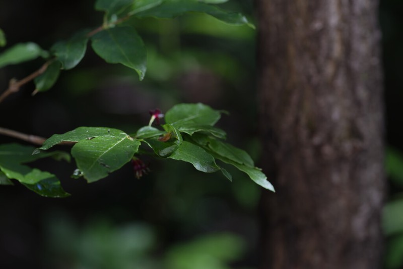 Lonicera tatarinowii photo 2