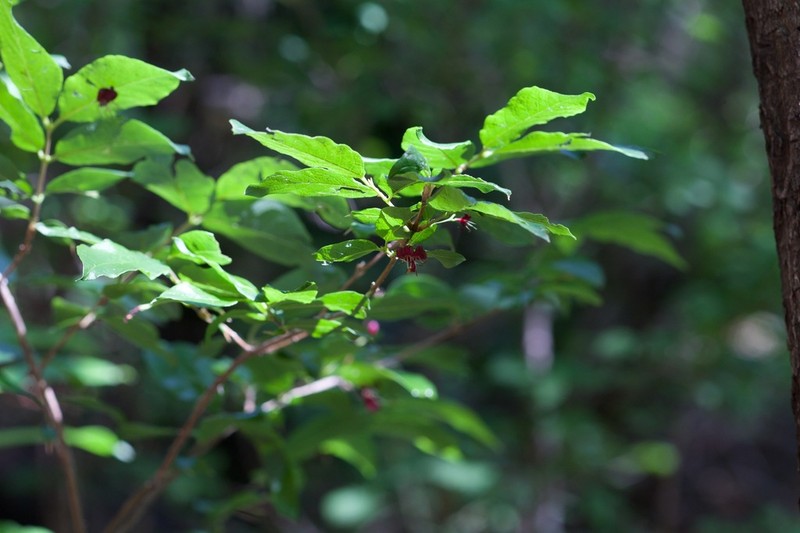 Lonicera tatarinowii photo 3