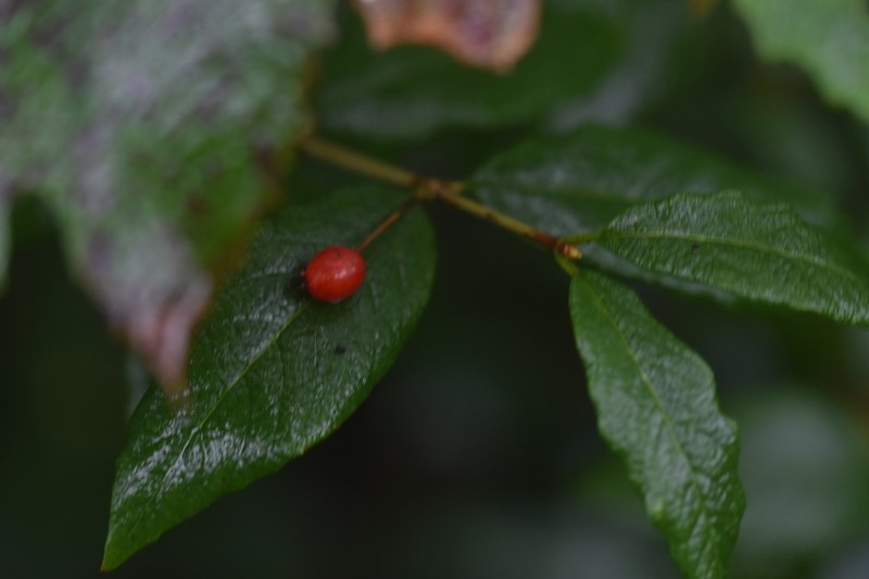 Lonicera tatarinowii photo 4