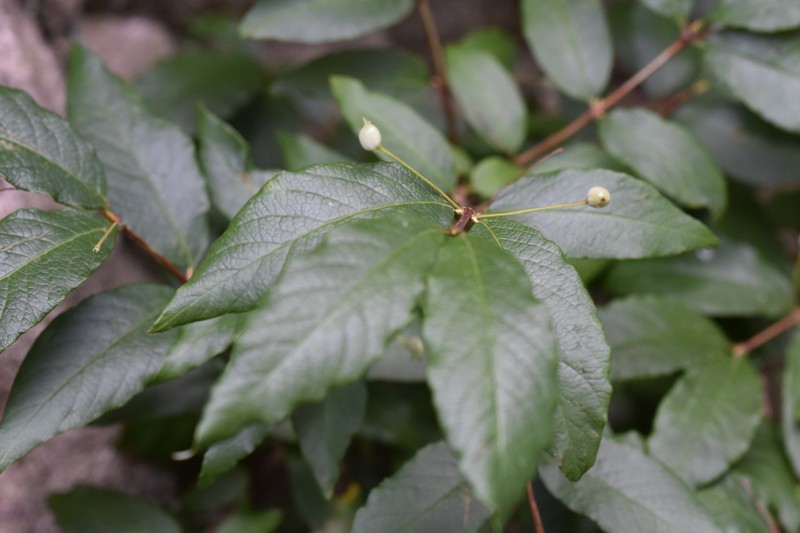 Lonicera tatarinowii photo 5