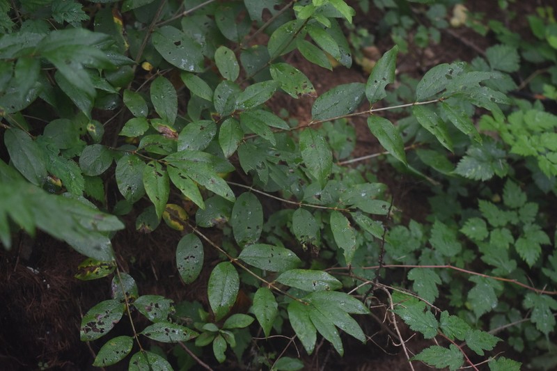 Lonicera tatarinowii photo 6