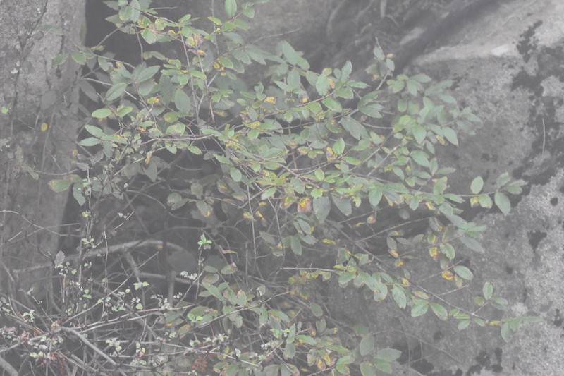 Lonicera tatarinowii photo 8