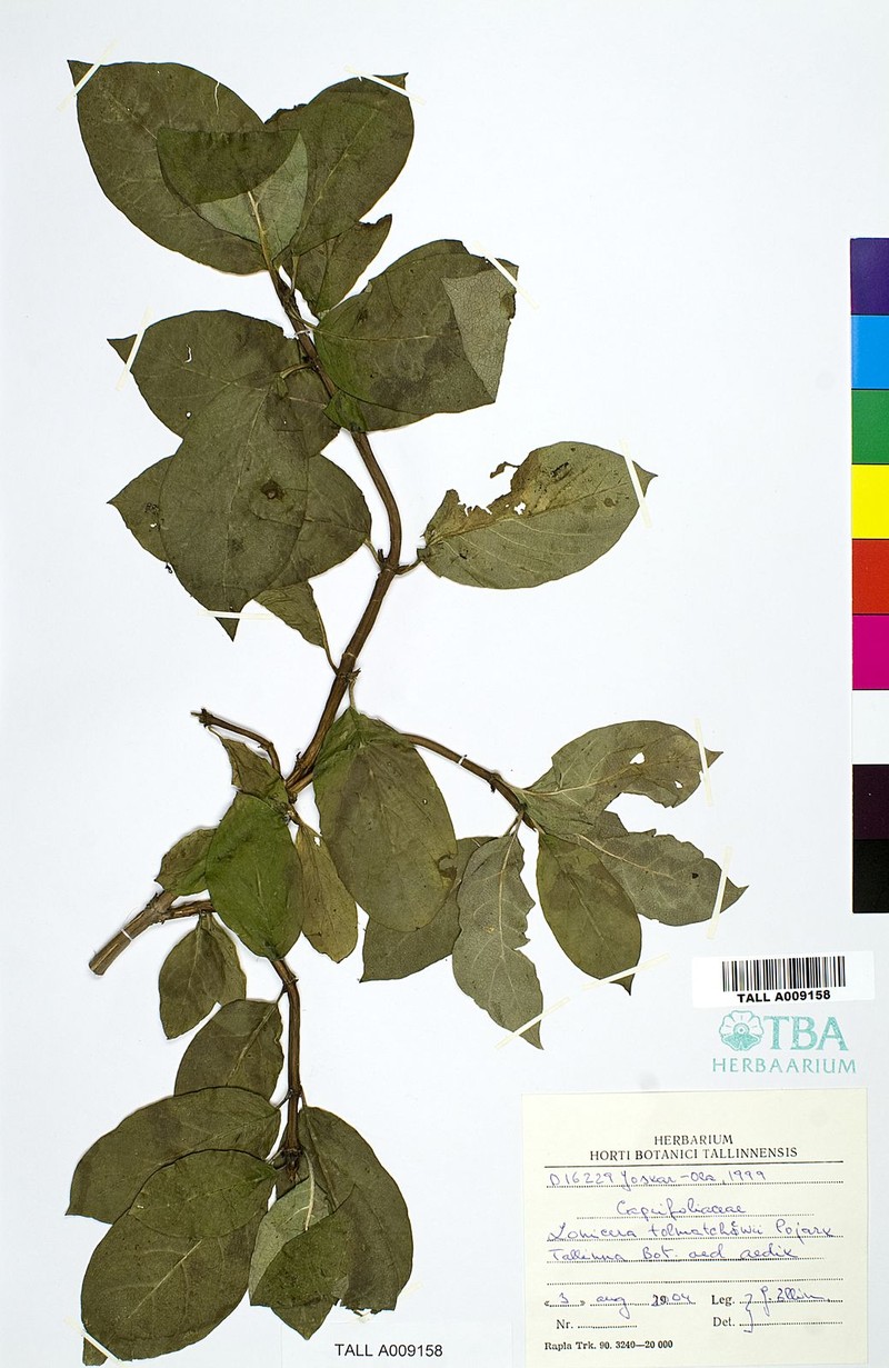 Lonicera tolmatchevii photo 2