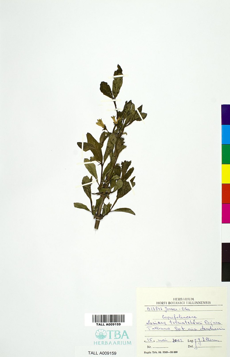 Lonicera tolmatchevii photo 3
