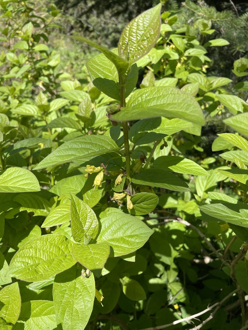 Lonicera tolmatchevii