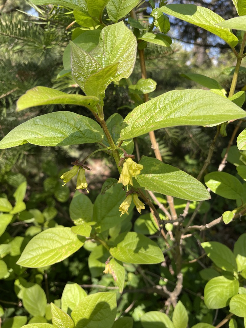 Lonicera tolmatchevii photo 4