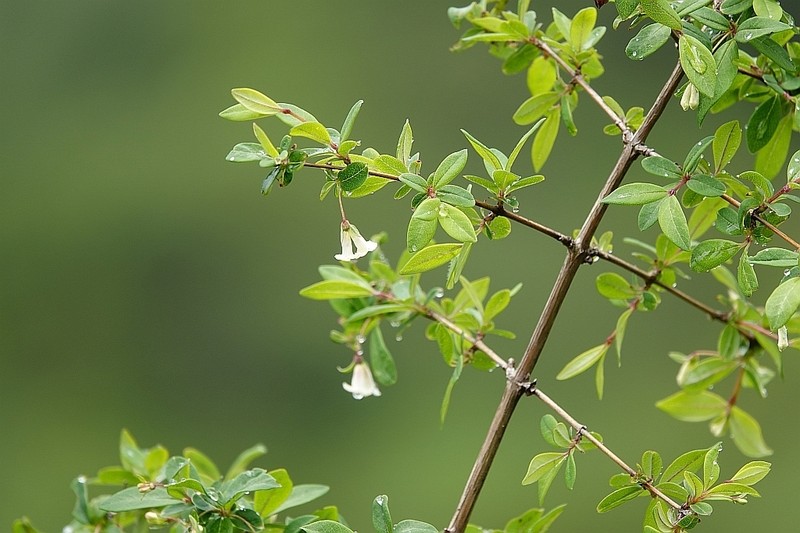 Lonicera tomentella