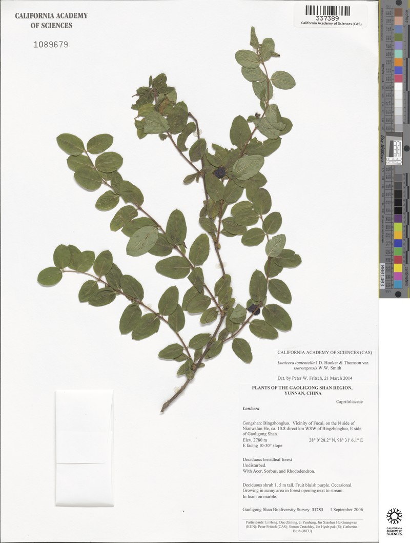 Lonicera tomentella photo 2