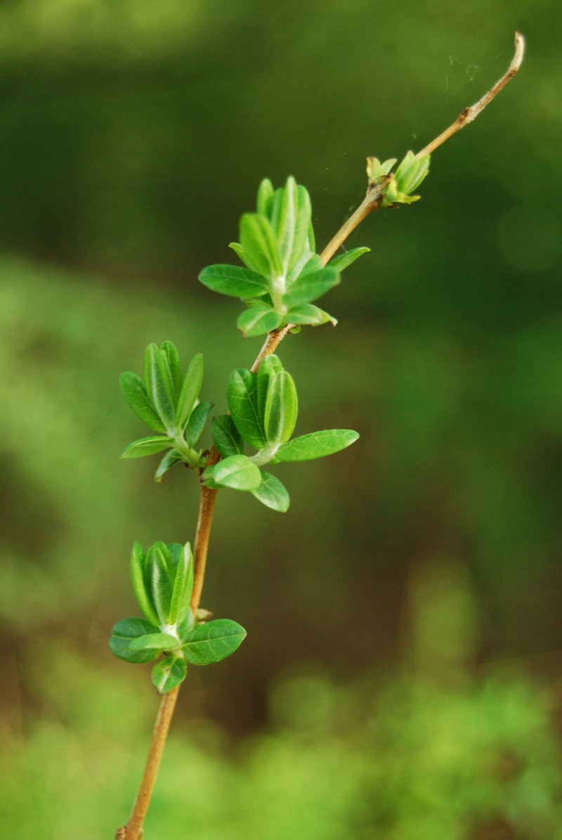 Lonicera tomentella photo 3