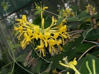 Lonicera tragophylla