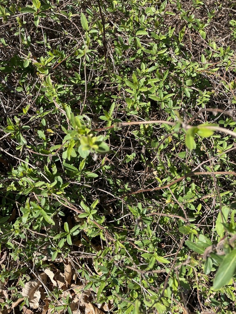Lonicera tragophylla photo 2
