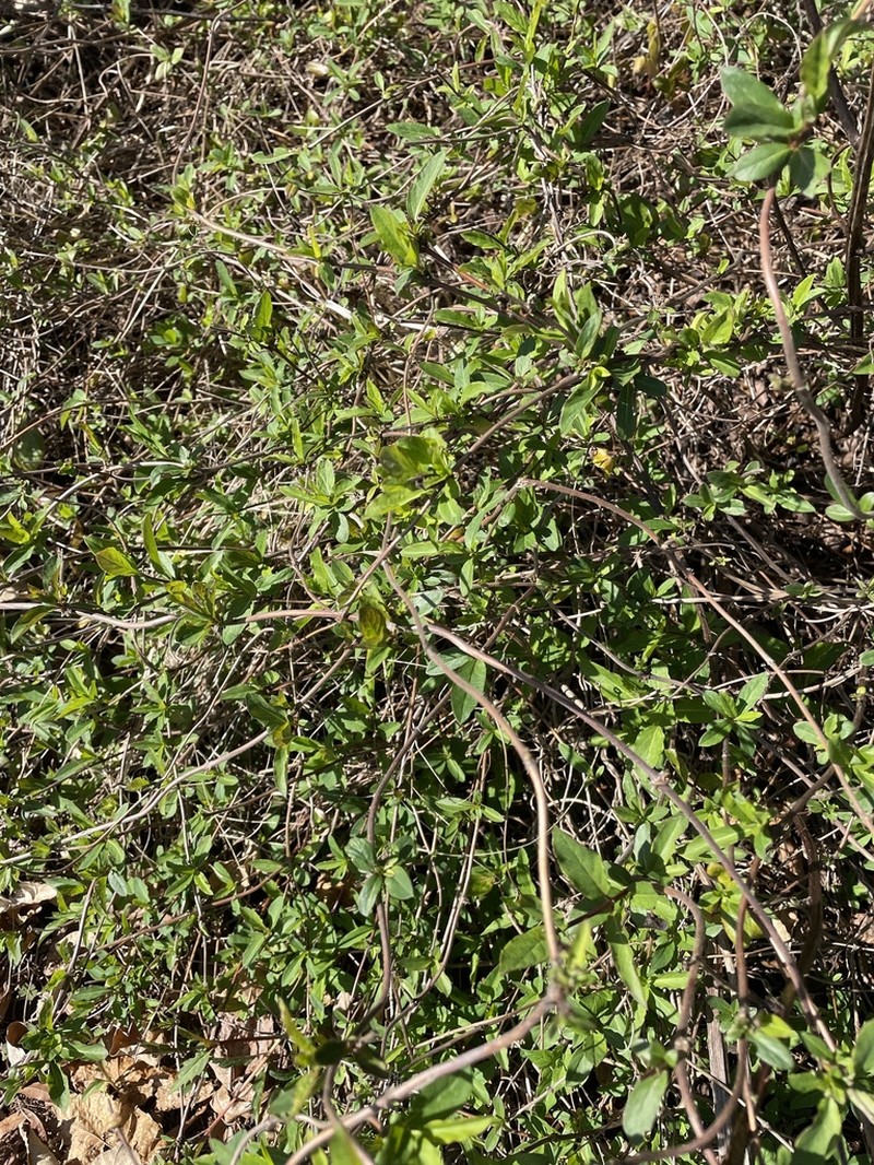 Lonicera tragophylla photo 3