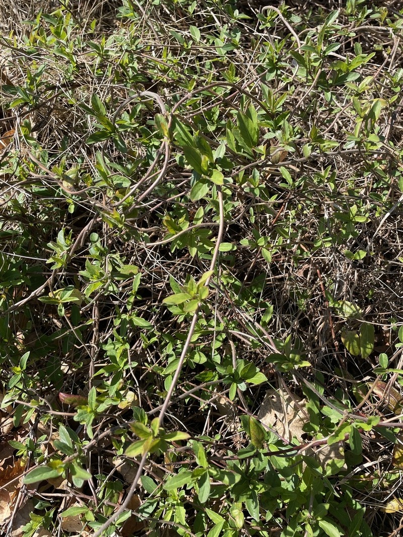 Lonicera tragophylla photo 4