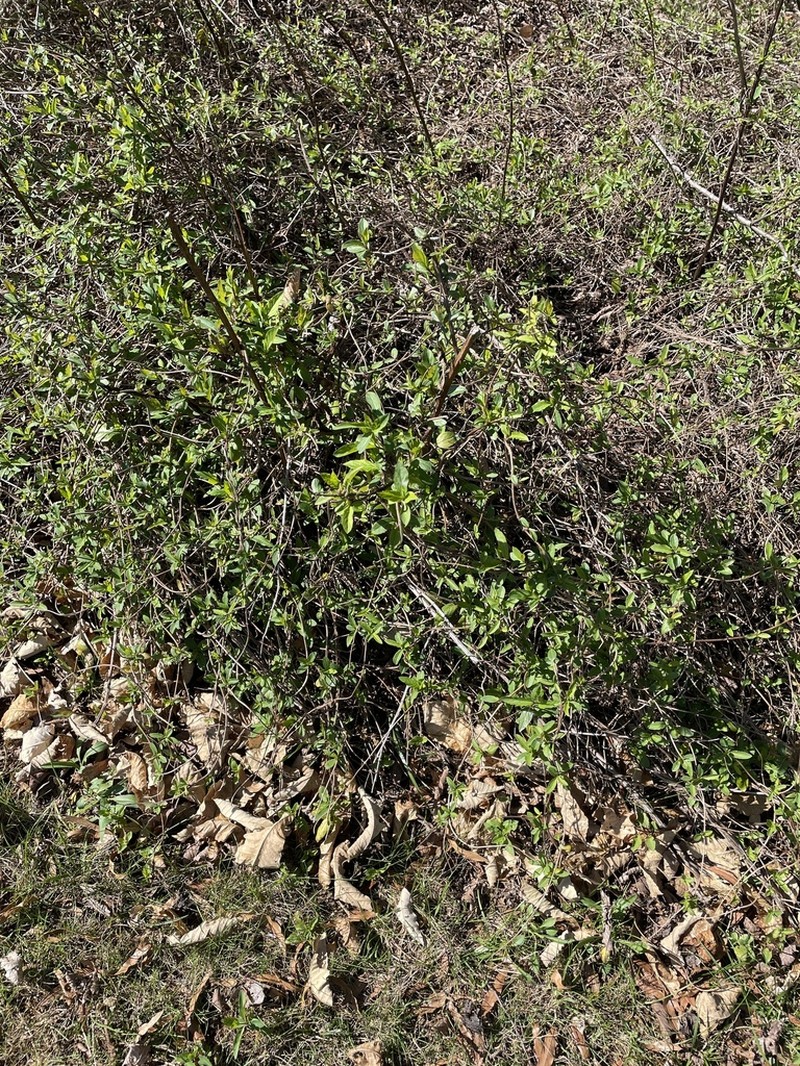 Lonicera tragophylla photo 5