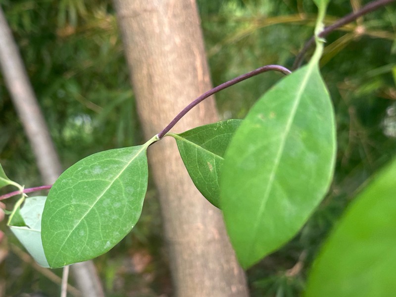 Lonicera tragophylla photo 6