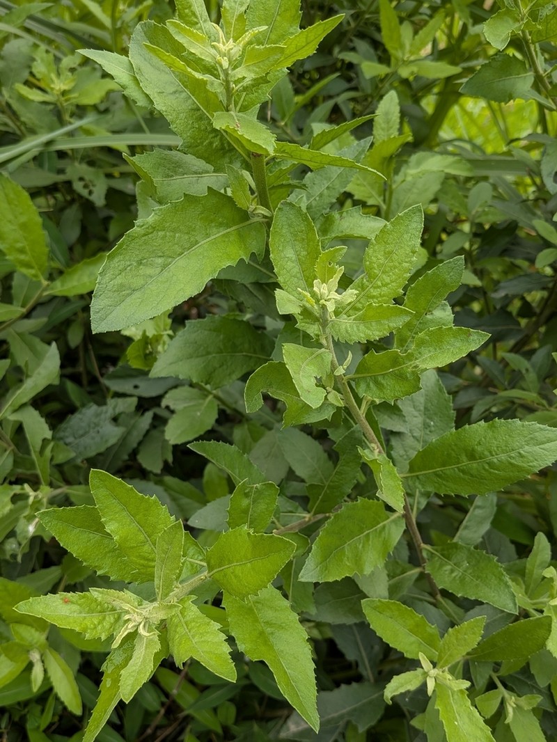 Lonicera tragophylla photo 7