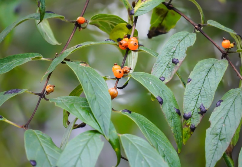 Lonicera trichosantha