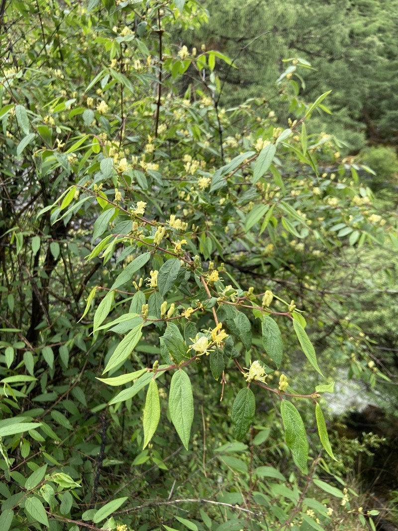 Lonicera trichosantha photo 2