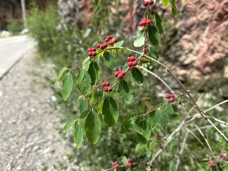 Lonicera trichosantha photo 3