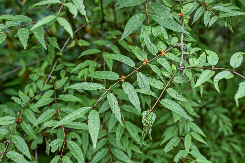 Lonicera trichosantha photo 5