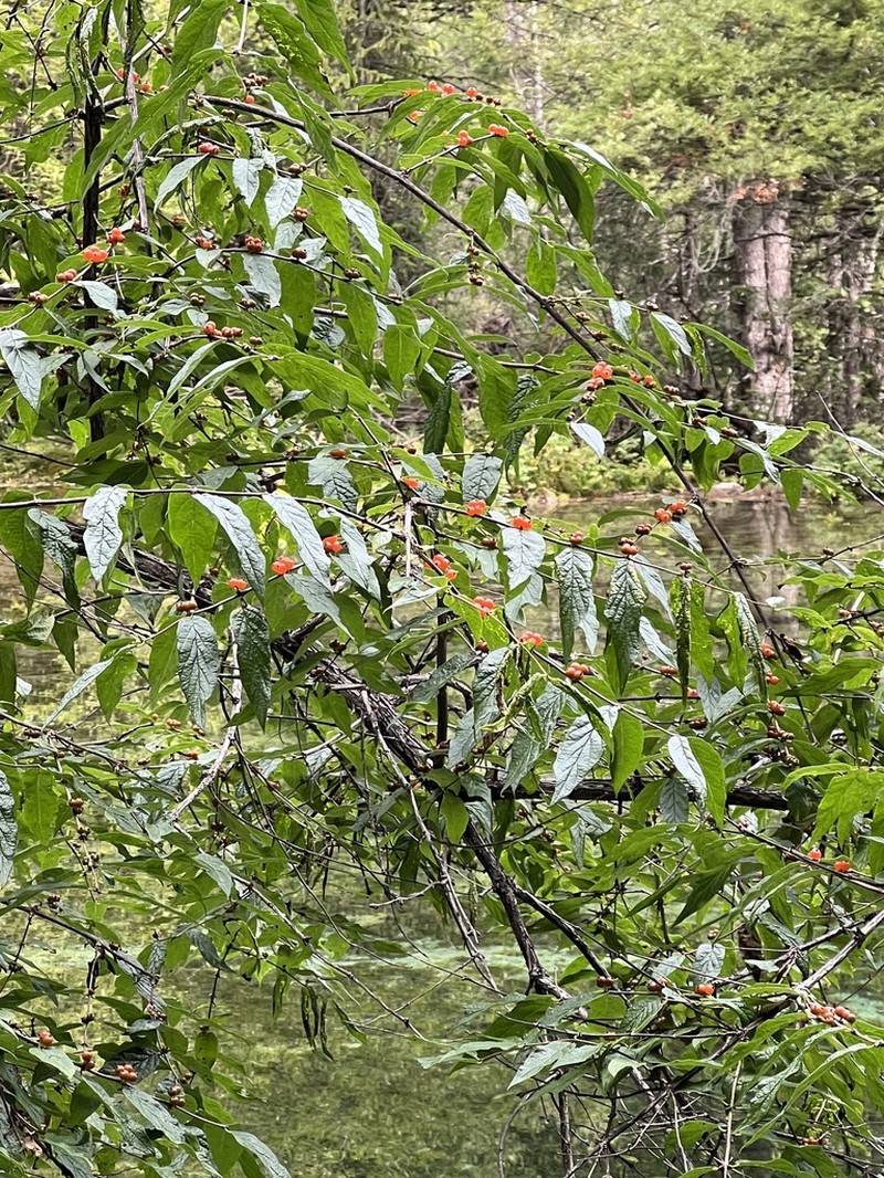 Lonicera trichosantha photo 6