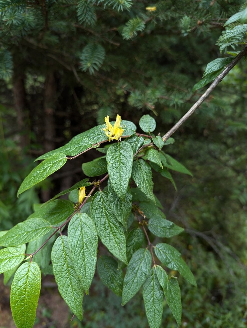 Lonicera trichosantha photo 7