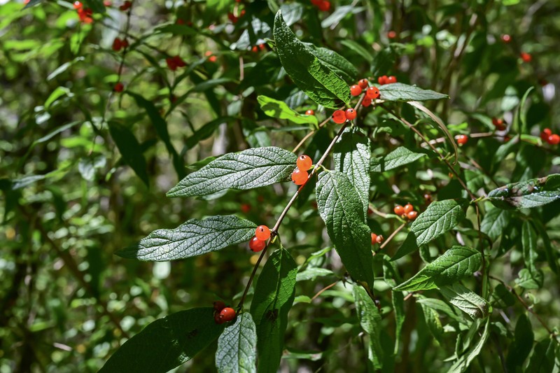 Lonicera trichosantha photo 8