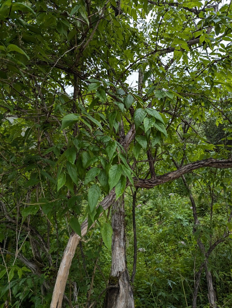 Lonicera trichosantha var. deflexicalyx