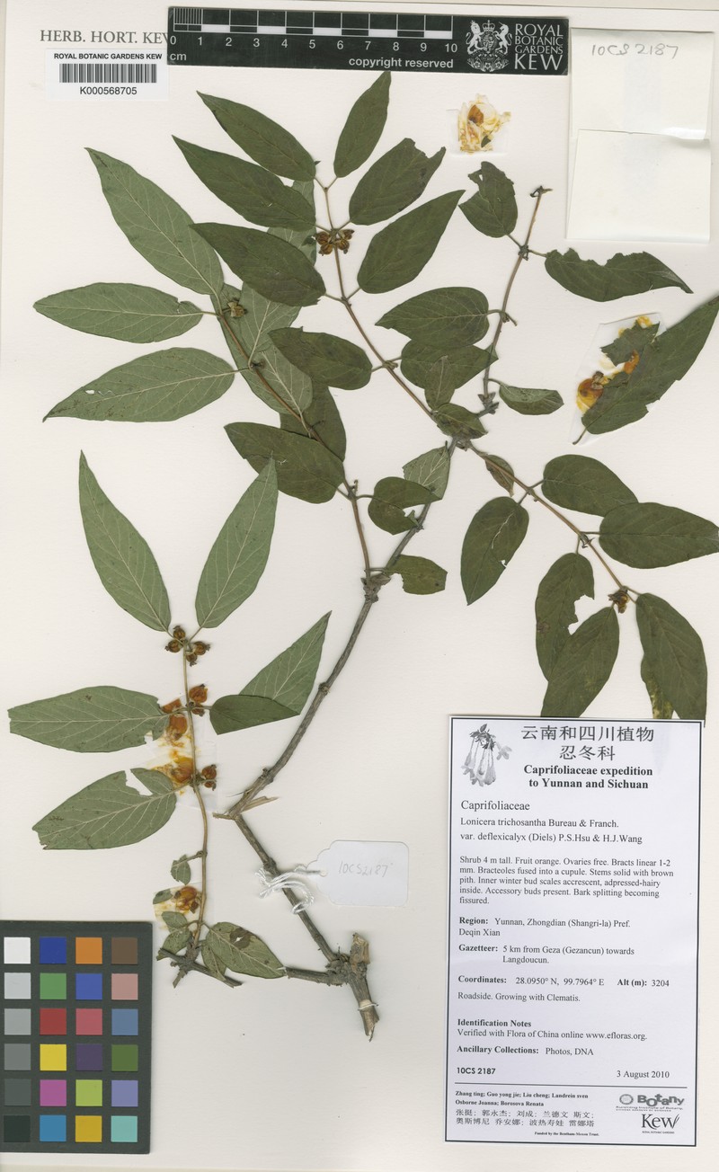 Lonicera trichosantha var. deflexicalyx photo 2
