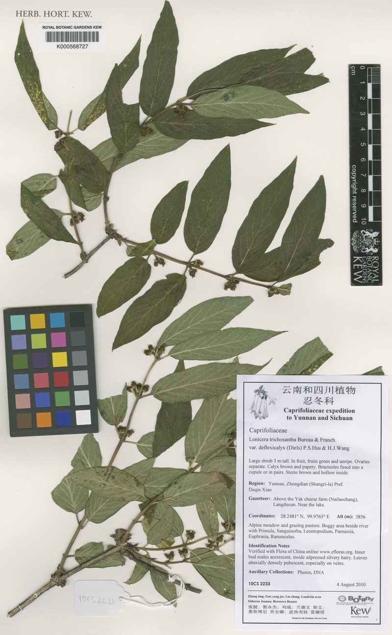 Lonicera trichosantha var. deflexicalyx photo 3