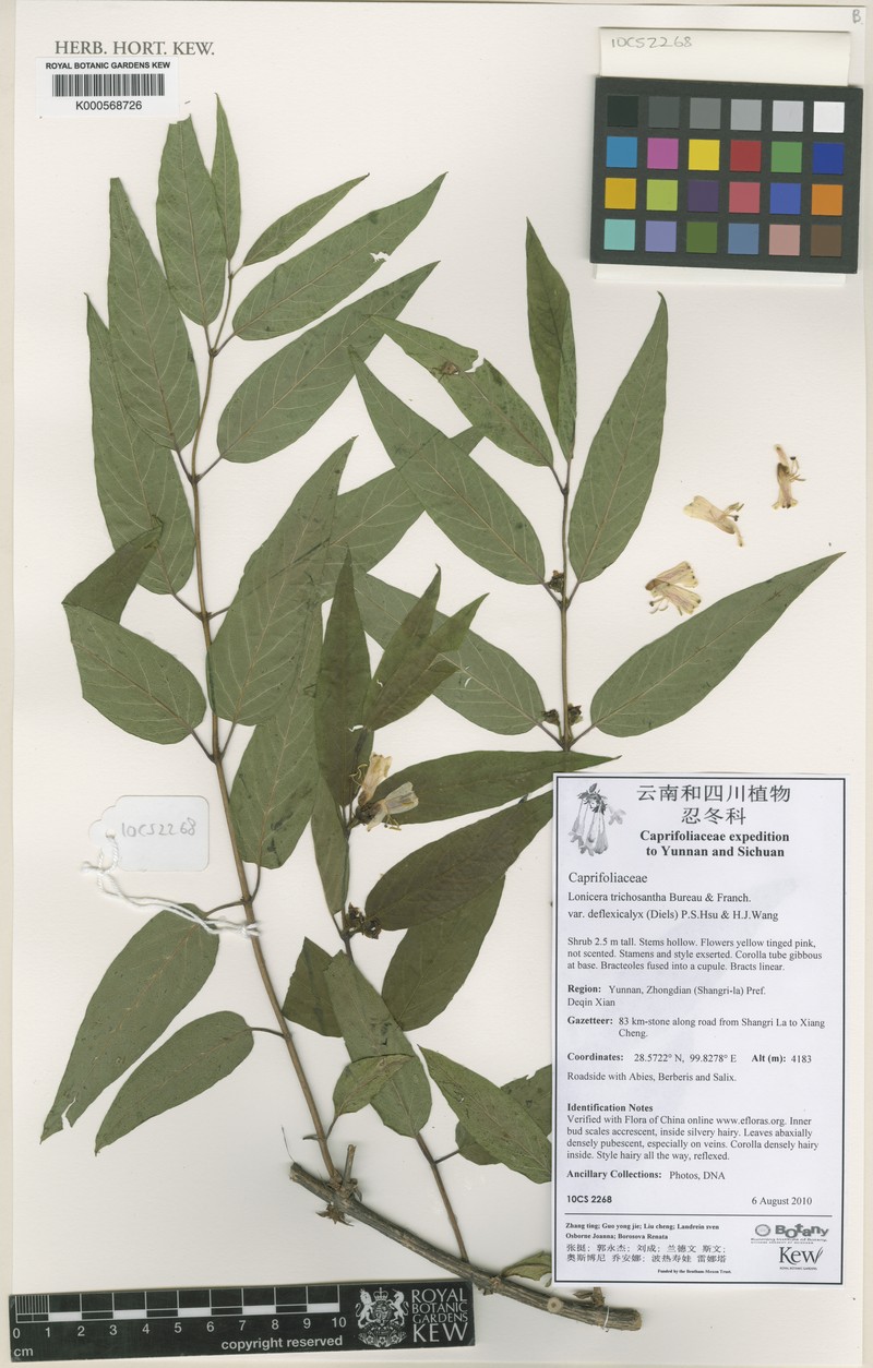 Lonicera trichosantha var. deflexicalyx photo 4
