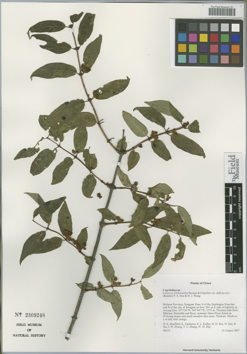 Lonicera trichosantha var. deflexicalyx photo 5