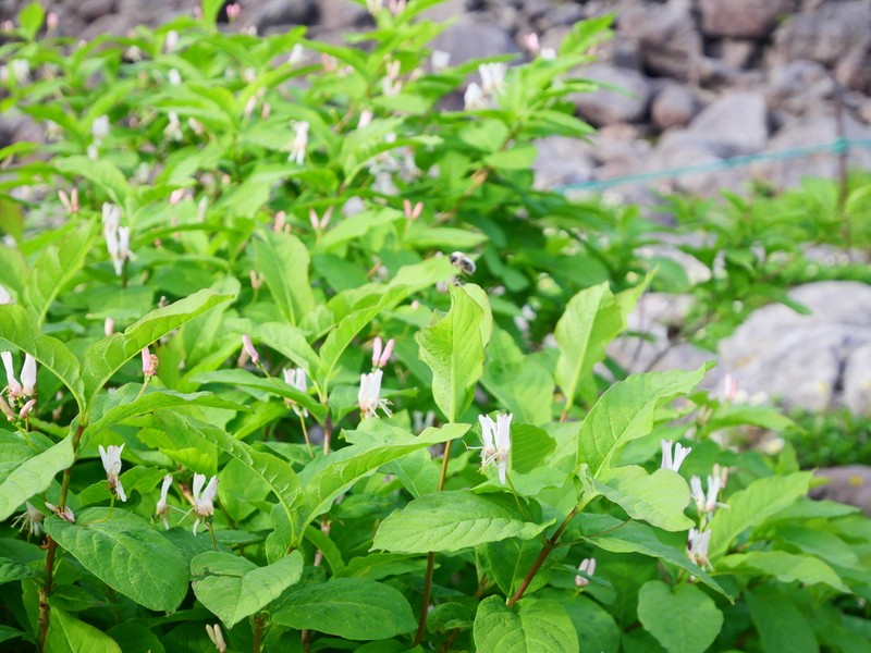 Lonicera tschonoskii