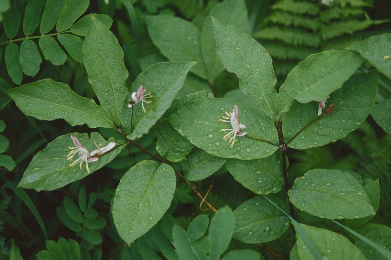 Lonicera tschonoskii photo 2